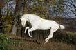 Appaloosa stallion running
