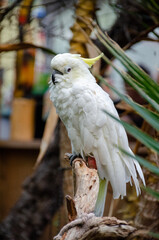 Wall Mural - White cockatoo perched on a tree branch.