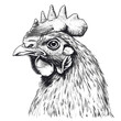 Cock sketch engraving vector illustration. T-shirt apparel print design