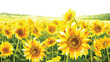 The vibrant yellow blooms of a sunflower field a sigh