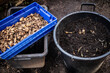 fresh harvested Jerusalem artichoke tubers ar filled in a bucket