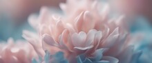 Extreme Close-up Of Delicate Flower Petals, Pale Rose Pinks And Subtle Azure Blues
