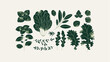 Green kitchen herbs collection. Spinach with basil and kale with arugula. Vector illustration