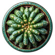 Cactus in pot PNG. Cactus plant in a ceramic vase isolated. Cactus top view PNG. Cactus flat lay isolated