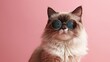 ragdoll cat in sunglasses