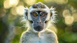 Closeup portrait of vervet monkey against blurred background