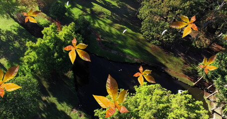 Canvas Print - Image of orange autumn leaves falling in park