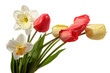 Bouquet of tulip and narcissus flowers isolated on white background