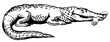 © Oleksandr Pokusai - Alligator with human hand in mouth engraving PNG illustration. Scratch board style imitation. Black and white hand drawn image.