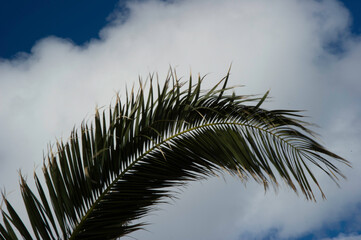 Wall Mural - palm tree branches against blue sky and clouds Sardinia, Italy