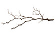 © Usama - Solitary Sentinel: A Bare Tree Branch. On a White or Clear Surface PNG Transparent Background.