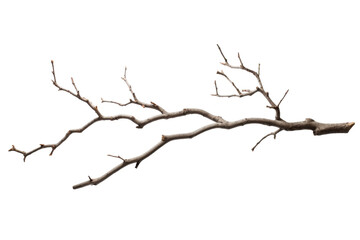 solitary sentinel: a bare tree branch. on a white or clear surface png transparent background.