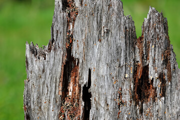 Canvas Print - old wooden stump, texture