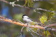 Close-up of a chickadee perched on a branch