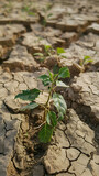 Fototapeta Dziecięca - Little green plant, growing up in a dry dessert soil