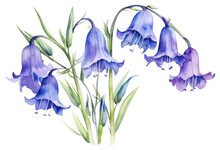 PNG Flower Plant Petal Iris