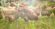 Composite image of tall grass against chickens in the farm