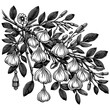 Tree with dumplings engraving PNG illustration