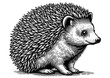 Hedgehog engraving sketch PNG illustration