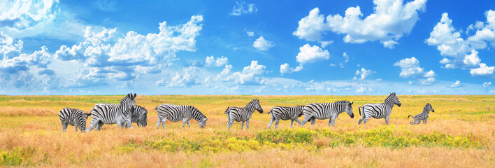 summer landscape, banner, panorama - view of a herd of zebras grazing in high grass under the hot su