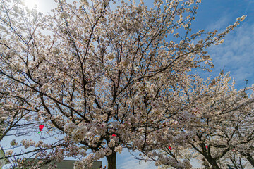 春の日差しを浴びて咲く満開の桜