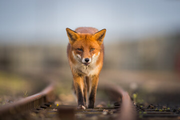 red fox vulpes head on front view on train tracks at sunset golden hour lighting urban enviroments g