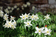 Closeup of a cluster of sunlit white Daffodils, Derbyshire England
