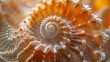 Textures and Patterns: A photo macro close-up of the intricate patterns and textures on a seashell,