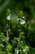Flower of the tiny Veronica serpyllifolia, thyme-leaved speedwell, small white flowers with purple stripes on the petals