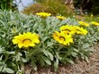 Yellow flowers of treasure flower (Gazania rigens, syn. G. splendens), Spain