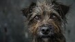 Abandoned and Homeless: Portrait of a Shaggy Dog with a Muzzle