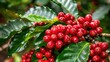 Coffea Arabica Plant with Ripe Red Coffee Fruits - Cultivation in Guatemala, Central for Hot Drink. Summer Colored Leaves and Bush of Arabica Tree
