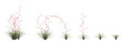 3d illustration of set Hesperaloe parviflora bush isolated on transparent background