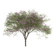 3d illustration of Chilopsis linearis tree isolated on transparent background