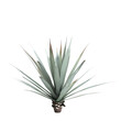 3d illustration of Agave tequilana bush isolated on transparent background