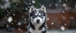 Majestic siberian husky puppy with mesmerizing blue eyes exploring the snowy wilderness