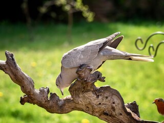 Wall Mural - Dove Perched on a Log