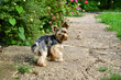 Yorkshire terrier during a walk in nature