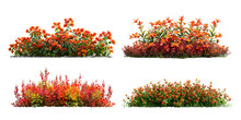 Set Of Red And Orange Flowers On White