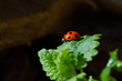 Close up of Seven-spot ladybird on leaf of Ground-ivy