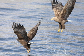 Wall Mural - White-tailed eagle (Haliaeetus albicilla) is a large bird of prey, widely distributed across temperate Eurasia. This photo was taken in Japan.