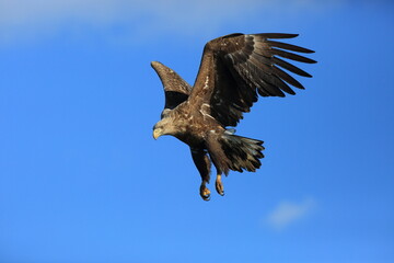 Poster - White-tailed eagle (Haliaeetus albicilla) is a large bird of prey, widely distributed across temperate Eurasia. This photo was taken in Japan.