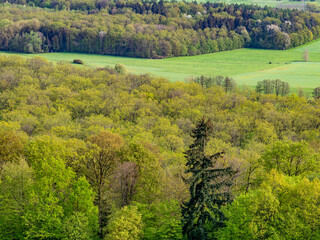 Canvas Print - Mischwald im Frühjahr