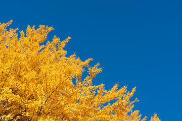Wall Mural - Yellow color of Ginkgo tree leaf on clear blue sky background