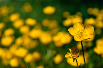 Wall Mural - Buttercup or creeping buttercup in a garden in spring, ranunculus repens