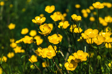 Wall Mural - Buttercup or creeping buttercup in a garden in spring, ranunculus repens