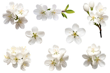 Collection of white cherry bloom flowers isolated on white