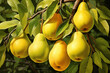 A vibrant illustration of Pear exuding their natural beauty and freshness.