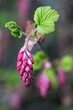 Close up of redflower currant flower and leaves in early spring
