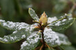 Close up of rhododendron leaves and bud in early spring with a  little melting snow